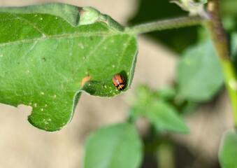  larva eating potato leaf