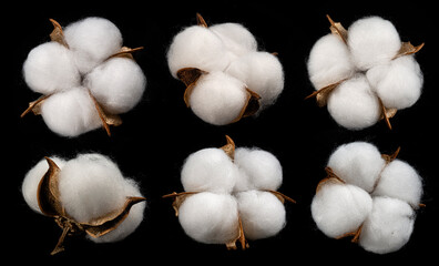 Cotton plant flower isolated on black background 