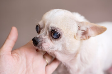 Old white chihuahua dog looking  face with asian left hand on background
