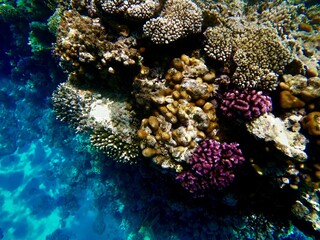 Fototapeta na wymiar rafa koralowa
