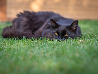 Naklejka na ściany i meble Schlafende schwarze Katze im Rasen im Garten