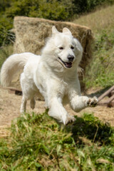 White Dog Jump