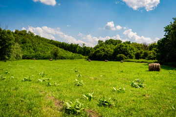 Fields in the hungarian countryside in summer