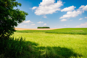 Obraz premium Fields in the hungarian countryside in summer