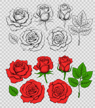 Set of hand drawn outline and colored rose flowers in vintage style. Vector drawing isolated on imitation transparent background