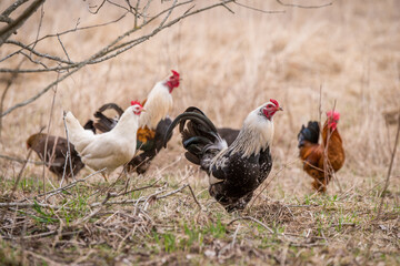 Roosters and hens walking around the poultry yard