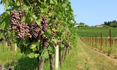 Pinot gris grapes, brown pinkish variety, hanging on vine at the end of August. Hill with vineyard on background