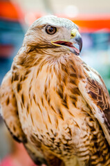 falke