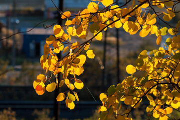 Beautiful yellow aspen leaves on a tree branch. Autumn has come, decorating the trees with gold. The leaves on the tree are illuminated by the evening sun.