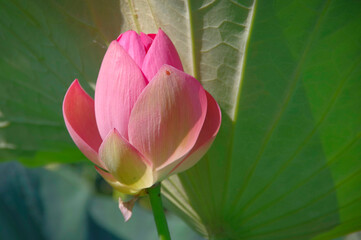 Blooming lotus. Pink flower on the background of a lezny leaf.