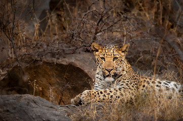 wild male leopard or panther portrait in safari at ranthambore national park