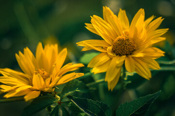 żółte kwiatki na zielonym rozymytym tle © Henryk Niestrój