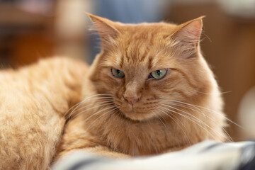 可愛い猫　茶トラ猫