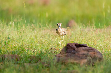 Indian stone curlew or Indian thick knee portrait in natural green background at ranthambore national park or tiger reserve sawai madhopur rajasthan india - Burhinus indicus