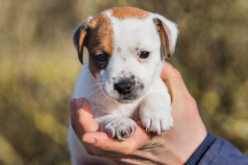 Woman adopted a puppy from an animal shelter.