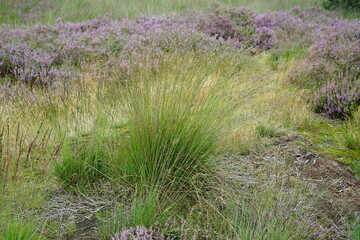 Heathland in the Netherlands Rucphense Heide moors in the south