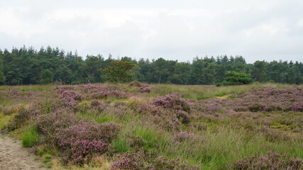 Heathland in the Netherlands Rucphense Heide moors in the south