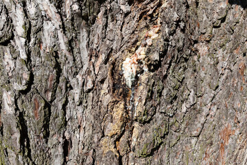 the bark of a tree with the features of its structure