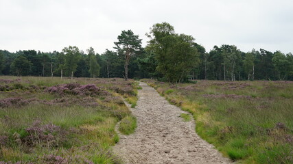 Heathland in the Netherlands Rucphense Heide with sandy road in the countryside