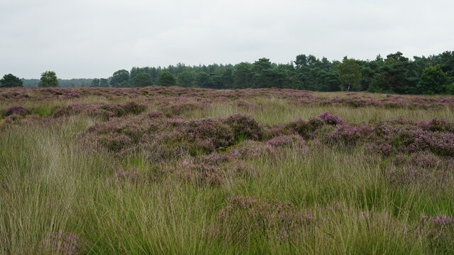 Heathland in the Netherlands Rucphense Heide moors in the south
