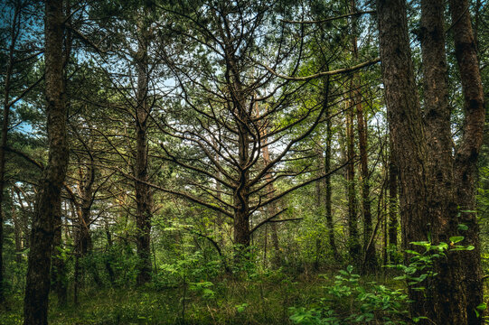 stare drzewo sosny w lesie iglastym