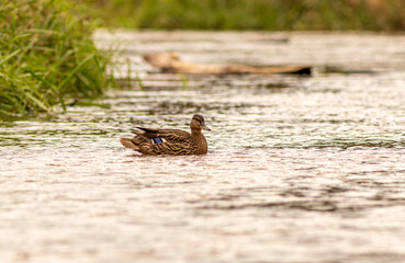 dzikie kaczki nad rzeką Mała Panew w województwie opolskim (Polska) © Henryk Niestrój