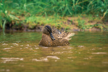 dzikie kaczki nad rzeką Mała Panew w województwie opolskim (Polska) © Henryk Niestrój