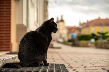 czarny kot siedzi na chodniku przy ulicy w mieście