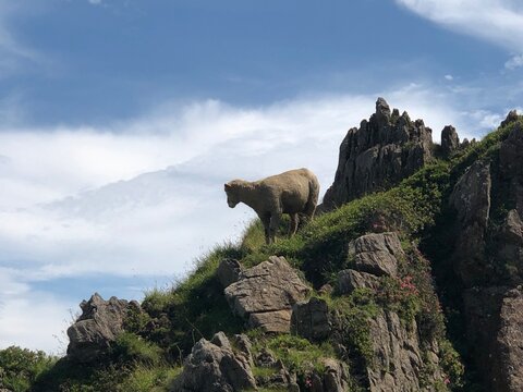 Bergschafe