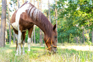 Naklejka premium Horse grazing in the forest