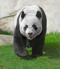 Giant panda (Ailuropoda melanoleuca), also known as panda bear or simply panda, on green grass