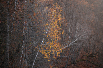 Yellow, orange and red beautiful autumn leaves on trees in autumn forest. Golden sunset and bokeh background..