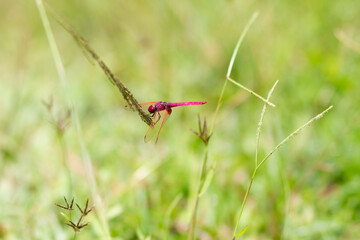 dragonfly on the grass