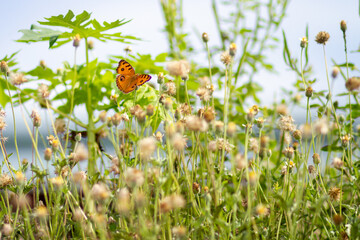 butterfly on flower