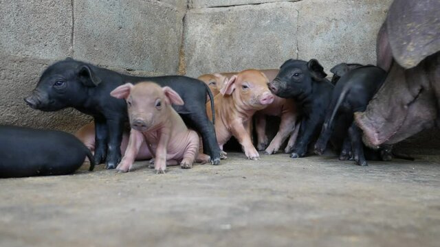 Close up piglets in farm.