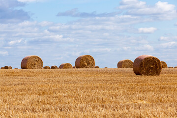 Fototapeta premium stacks of wheat straw were left after the wheat harvest
