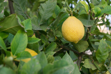 Ripe lemon hanging from the lemon tree in an orchard. 