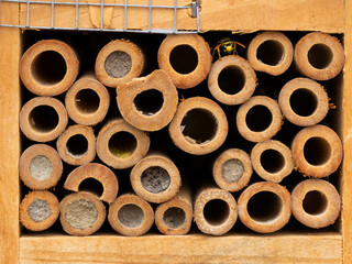 wooden house for a wasps
