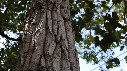 Bark and trunk of a tree. Vertical view of bark on tree trunk in nature on blurred green leaf background with copy space. Choose to focus on the subject closely.