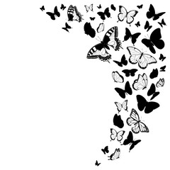 Obraz na płótnie Canvas Black and white butterflies design isolated on white vector illustration 