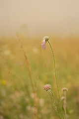 Obraz premium flower close up