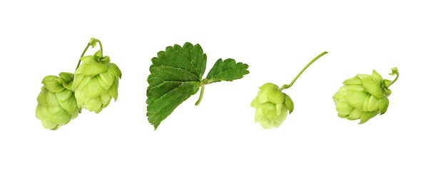 Set of hops with green cones and leaves