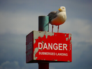 bird on a sign