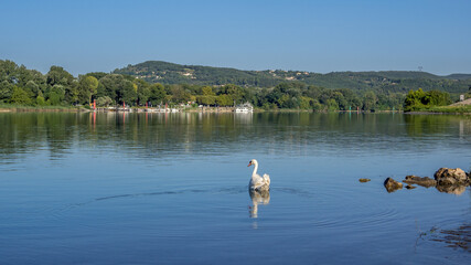 A swan on the Rh&ocirc;ne with a view of the port of Viviers