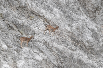 Mother and cub of mouflon on extreme terrain (Ovis aries musimon) 