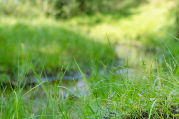 Dense meadow grass by small winding stream, natural green blurred background of summer greenery with copy space, front selective focus, low angle shoot