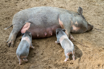 Pig feed piglets lying on its side.