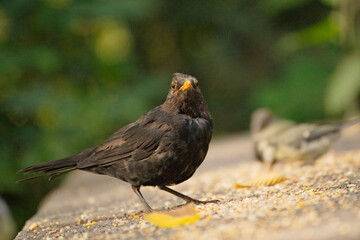 Amsel