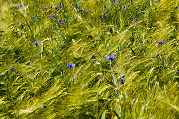 Fototapeta premium blue cornflowers growing in summer