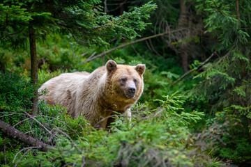 Wild Brown Bear in the summer forest. Animal in natural habitat. Wildlife scene